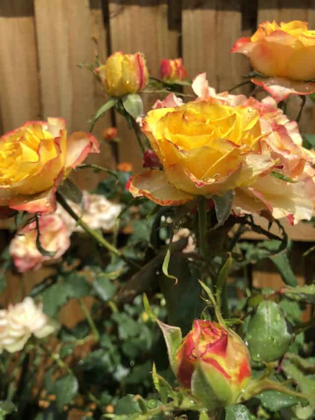 Smell the roses
