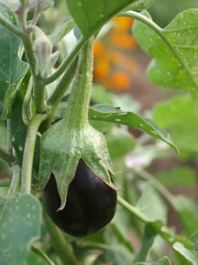 Purple eggplant | Slow FI lifestyle | Late Starter to FI Series #27