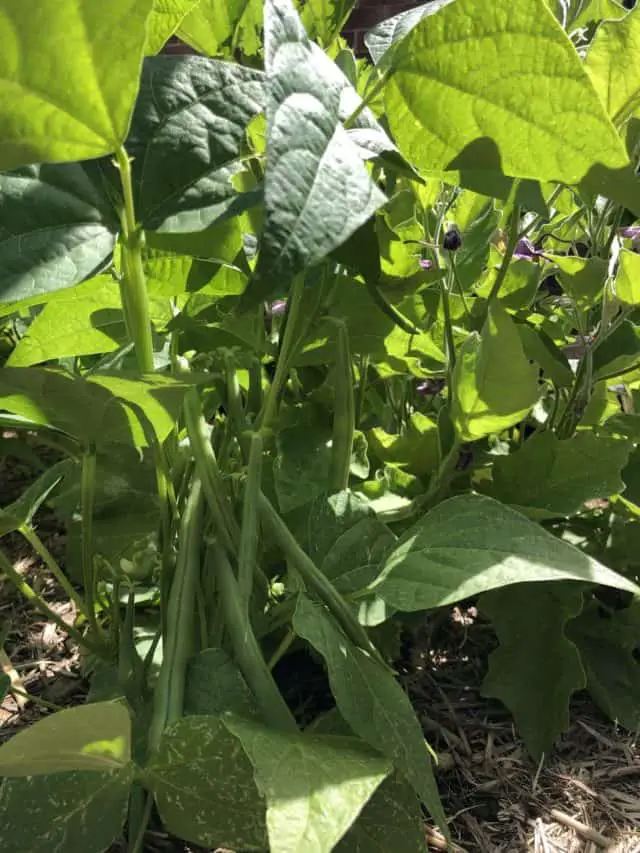 Dwarf bean plant with lots of beans
