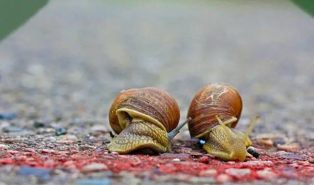 Two snails on a road