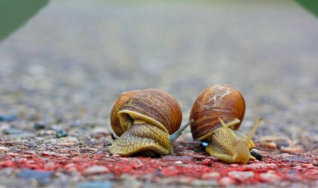 Two snails on a road