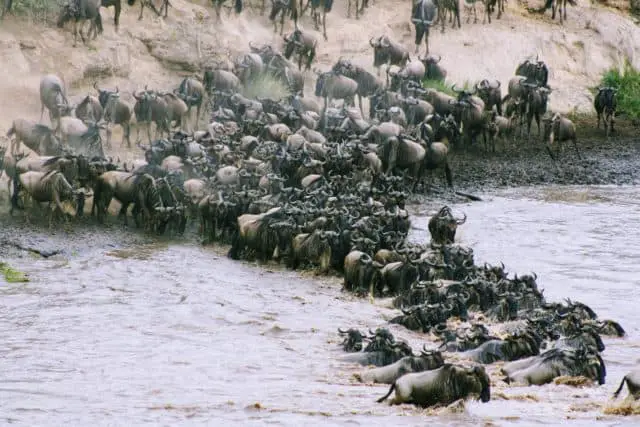 A herd of wildbeests crossing a river