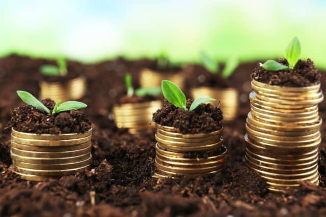 stacks of golden coins on a bed of soil with seedlings growing on top of each stack